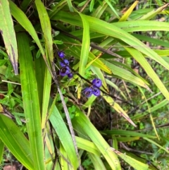 Dianella tasmanica (Tasman Flax Lily) at QPRC LGA - 13 Jan 2024 by courtneyb