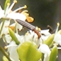 Syllitus rectus (Longhorn beetle) at Calwell, ACT - 13 Jan 2024 by MichaelMulvaney