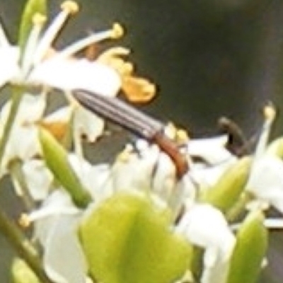 Syllitus rectus (Longhorn beetle) at Calwell, ACT - 13 Jan 2024 by MichaelMulvaney