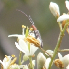 Syllitus rectus at Tuggeranong Hill NR  (TGH) - 13 Jan 2024