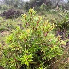 Tasmannia lanceolata (Mountain Pepper) at QPRC LGA - 13 Jan 2024 by courtneyb