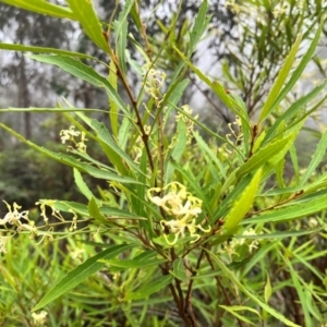 Lomatia myricoides at Tallaganda State Forest - 14 Jan 2024 09:18 AM