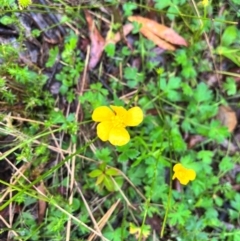 Ranunculus lappaceus (Australian Buttercup) at Harolds Cross, NSW - 13 Jan 2024 by courtneyb