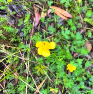 Ranunculus lappaceus at QPRC LGA - 14 Jan 2024