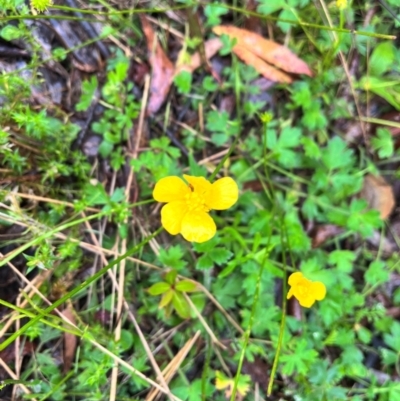 Ranunculus lappaceus (Australian Buttercup) at Tallaganda State Forest - 13 Jan 2024 by courtneyb