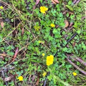 Ranunculus lappaceus at QPRC LGA - 14 Jan 2024