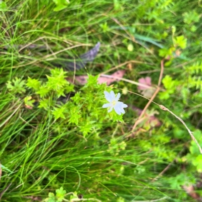 Stellaria pungens (Prickly Starwort) at Harolds Cross, NSW - 13 Jan 2024 by courtneyb