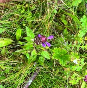 Prunella vulgaris at QPRC LGA - 14 Jan 2024