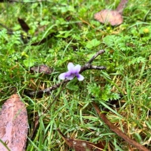 Viola hederacea at QPRC LGA - 14 Jan 2024 09:58 AM