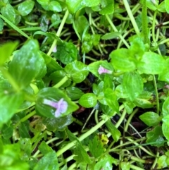 Gratiola peruviana (Australian Brooklime) at QPRC LGA - 13 Jan 2024 by courtneyb