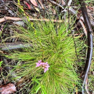 Stylidium sp. (Trigger Plant) at QPRC LGA - 14 Jan 2024 by courtneyb