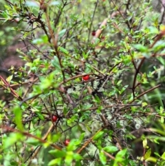 Coprosma quadrifida (Prickly Currant Bush, Native Currant) at Harolds Cross, NSW - 14 Jan 2024 by courtneyb