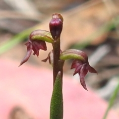 Corunastylis nuda (Tiny Midge Orchid) at Booth, ACT - 14 Jan 2024 by JohnBundock