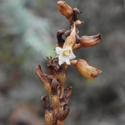 Gastrodia procera (Tall Potato Orchid) at Booth, ACT - 14 Jan 2024 by JohnBundock