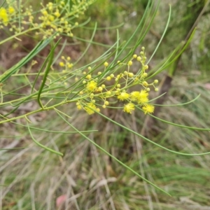 Acacia subulata at Farrer Ridge - 14 Jan 2024