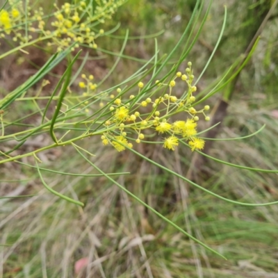 Acacia subulata (Awl-leaved Wattle) at Farrer, ACT - 14 Jan 2024 by Mike