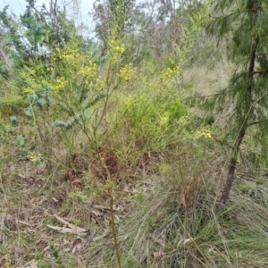 Acacia subulata at Farrer Ridge - 14 Jan 2024