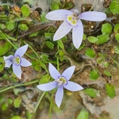 Isotoma fluviatilis subsp. australis (Swamp Isotome) at Throsby, ACT - 14 Jan 2024 by Mike
