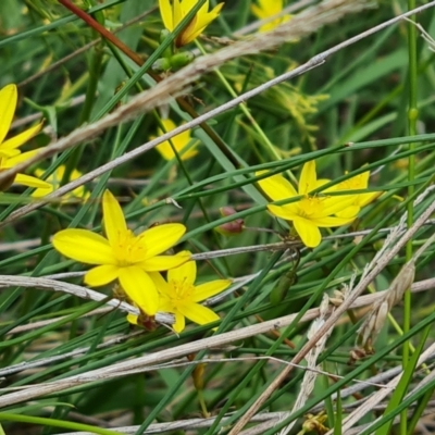 Tricoryne elatior (Yellow Rush Lily) at Farrer, ACT - 14 Jan 2024 by Mike