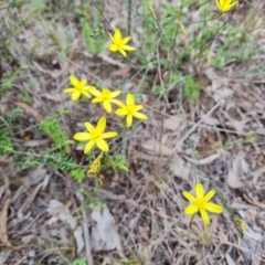 Tricoryne elatior (Yellow Rush Lily) at Farrer Ridge - 14 Jan 2024 by Mike