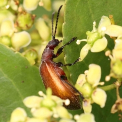 Ecnolagria grandis (Honeybrown beetle) at Haig Park - 12 Jan 2024 by ConBoekel