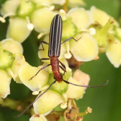 Syllitus rectus (Longhorn beetle) at Haig Park - 12 Jan 2024 by ConBoekel