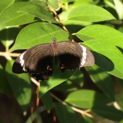 Papilio aegeus (Orchard Swallowtail, Large Citrus Butterfly) at Haig Park - 12 Jan 2024 by ConBoekel