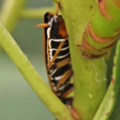 Ellipsidion humerale at Sullivans Creek, Turner - 12 Jan 2024