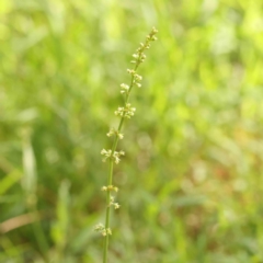 Rumex brownii (Slender Dock) at City Renewal Authority Area - 12 Jan 2024 by ConBoekel