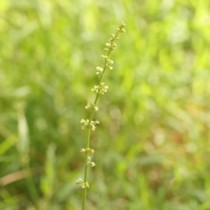 Rumex brownii at Sullivans Creek, Turner - 12 Jan 2024