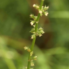 Rumex brownii at Sullivans Creek, Turner - 12 Jan 2024