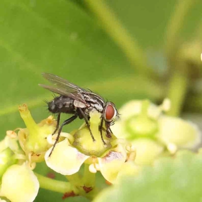 Unidentified Bristle Fly (Tachinidae) at Sullivans Creek, Turner - 11 Jan 2024 by ConBoekel