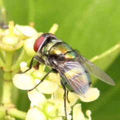 Chrysomya sp. (genus) (A green/blue blowfly) at City Renewal Authority Area - 11 Jan 2024 by ConBoekel