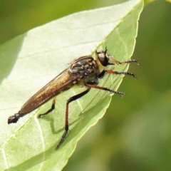 Zosteria rosevillensis (A robber fly) at Haig Park - 12 Jan 2024 by ConBoekel