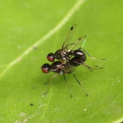 Parapalaeosepsis plebeia (Ant fly) at Turner, ACT - 11 Jan 2024 by ConBoekel