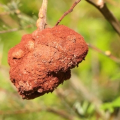 Uromycladium sp. (A gall forming rust fungus) at Sullivans Creek, Turner - 12 Jan 2024 by ConBoekel