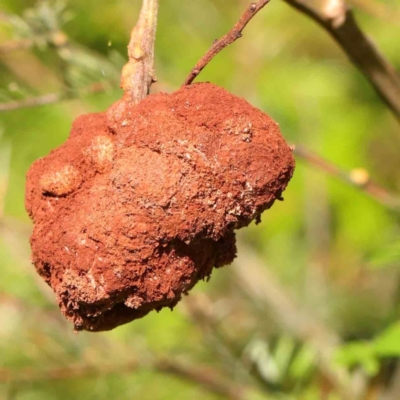 Unidentified Fungal galls, other rusts, leaf spots, etc at Sullivans Creek, Turner - 11 Jan 2024 by ConBoekel