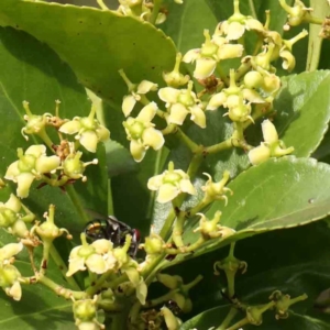 Arbutus unedo at Sullivans Creek, Turner - 12 Jan 2024