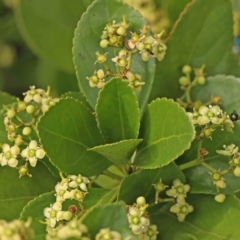 Arbutus unedo at Sullivans Creek, Turner - 12 Jan 2024