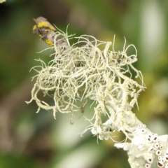 Usnea sp. (genus) (Bearded lichen) at Haig Park - 12 Jan 2024 by ConBoekel