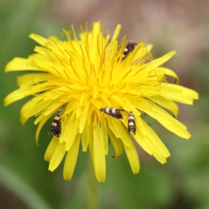 Glyphipterix chrysoplanetis at Haig Park - 12 Jan 2024