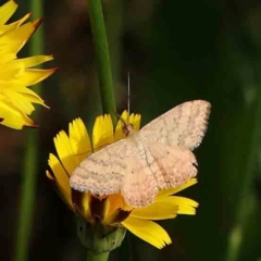 Scopula rubraria (Reddish Wave, Plantain Moth) at Turner, ACT - 11 Jan 2024 by ConBoekel