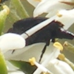 Mordellidae (family) at Tuggeranong Hill NR  (TGH) - 13 Jan 2024