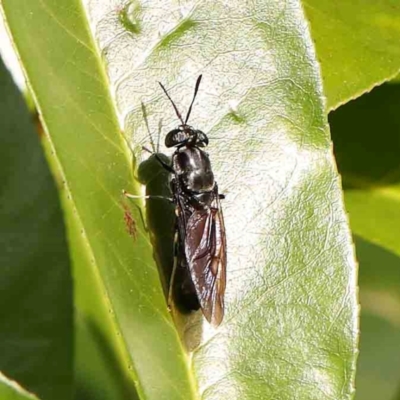 Hermetia illucens (American Soldier Fly) at Sullivans Creek, Turner - 12 Jan 2024 by ConBoekel