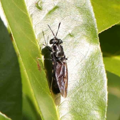 Hermetia illucens (American Soldier Fly) at Turner, ACT - 11 Jan 2024 by ConBoekel