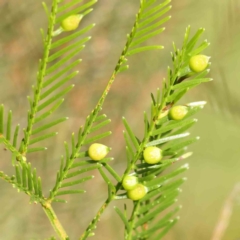 Austroacacidiplosis botrycephalae (A Gall Midge) at Sullivans Creek, Turner - 12 Jan 2024 by ConBoekel