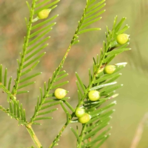 Austroacacidiplosis botrycephalae at Sullivans Creek, Turner - 12 Jan 2024