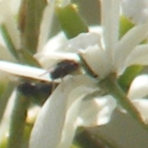 Diptera (order) at Tuggeranong Hill NR  (TGH) - 13 Jan 2024