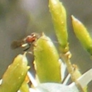 Exoneura sp. (genus) at Tuggeranong Hill NR  (TGH) - 13 Jan 2024