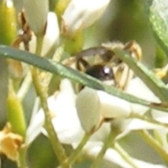 Apiformes (informal group) (Unidentified bee) at Tuggeranong Hill - 13 Jan 2024 by MichaelMulvaney
